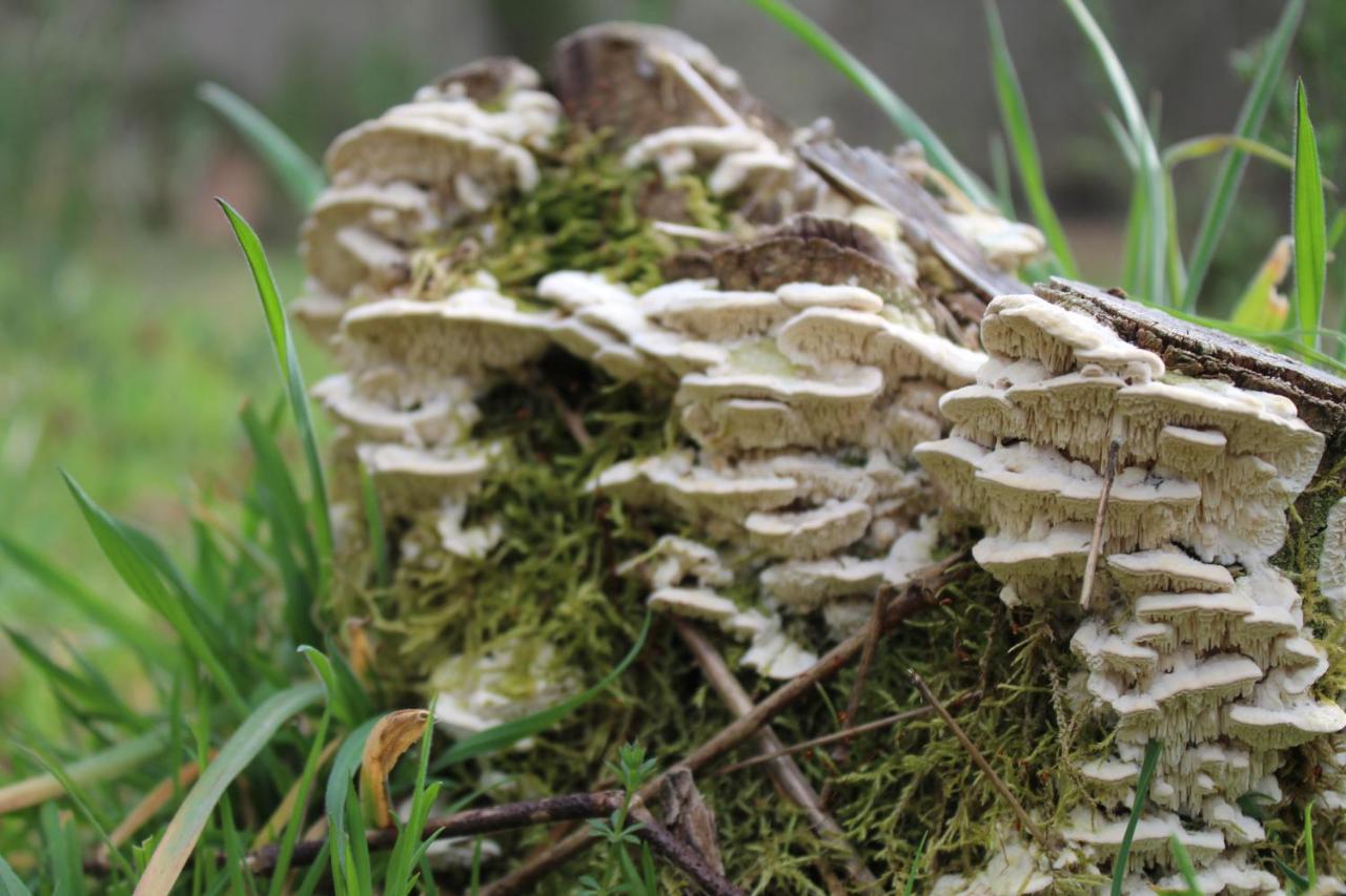 Vila Casa Boletus Castro Laboreiro Exteriér fotografie